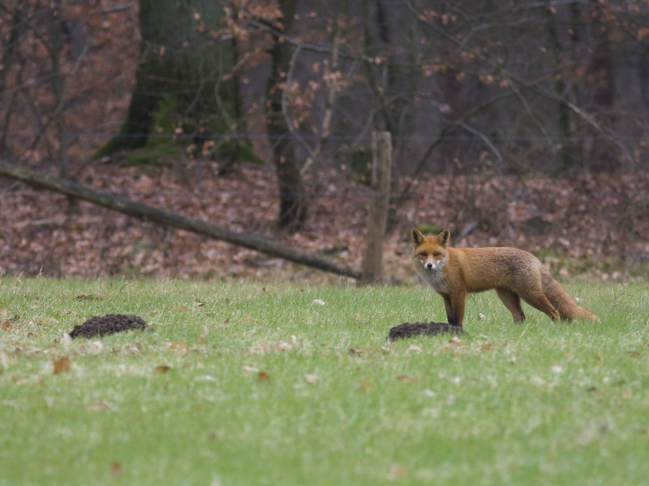 Vossen ook op onverwachte plaatsen | De Zoogdiervereniging